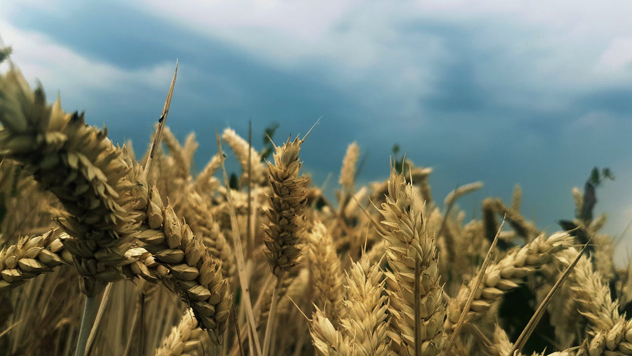 services-02 Close-up of wheat stalks in a field under a cloudy sky, showcasing agriculture's beauty.