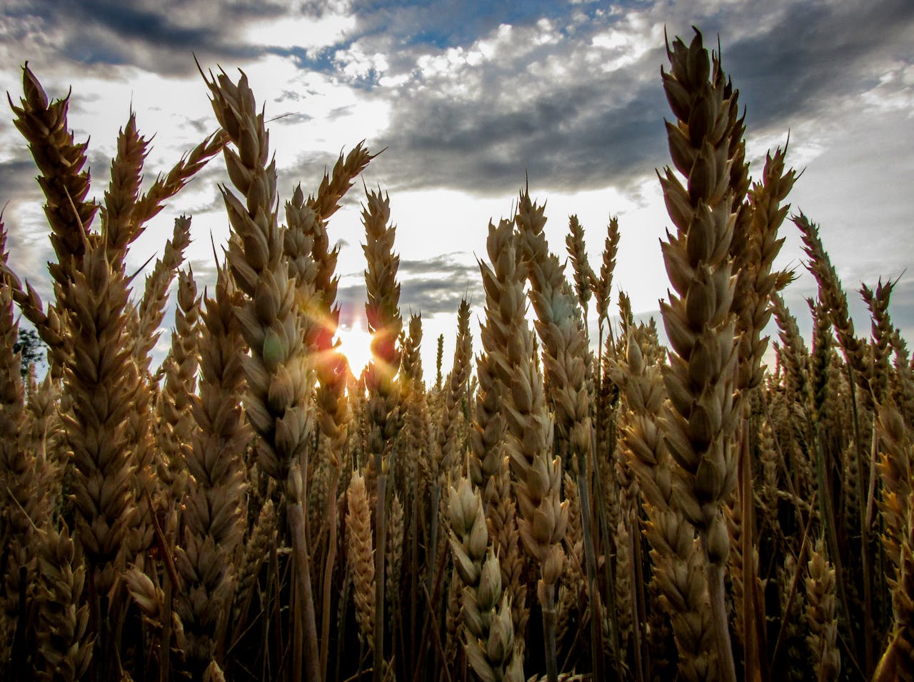 embark A vibrant wheat field with sunrays piercing through the ears as the sun rises over a cloudy sky.
